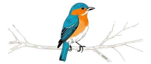 river kingfisher,garrison,kingfisher,royal tern,kingfishers,bird png,eurasian kingfisher,water bird,sungrebe,tern,waterbird,aquatic bird,bird illustration,jacana,tern bird,phalarope,reiger,orange gull,bird,pajaro,Illustration,Black and White,Black and White 04