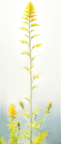 Ragweed plant, blooming stage, yellow flowers, delicate petals, feathery leaves, slender stem, tall height, outdoor setting, natural lighting, soft focus, warm color tone, 3/4 composition, shallow dep