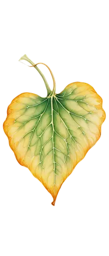 cloudless sulphur,ginkgo leaf,watercolor leaf,colias croceus,watercolour leaf,imperial moth,colias sareptensis,eurema lisa,colias hyale,butterfly vector,butterfly clip art,lotus leaf,magnolia leaf,colias,io moth,mammoth leaf,rose leaf,spring leaf background,cupido (butterfly),yellow leaf,Illustration,Retro,Retro 08