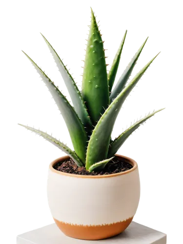 aloe vera leaf,aloe,sansevieria,succulent plant,torch aloe,potted plant,cactus digital background,aloes,aloe barbadensis,escheveria,pineapple plant,cryptanthus,dracaena,desert plant,houseplant,hostplant,potted palm,aloe polyphylla,agave,capitata,Art,Artistic Painting,Artistic Painting 20