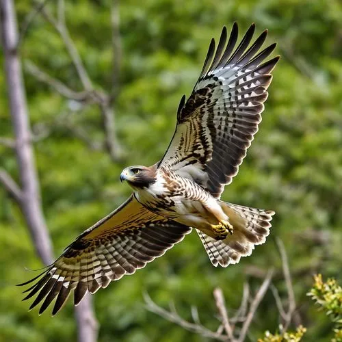 lanner falcon,red-tailed hawk,red tailed hawk,saker falcon,redtail hawk,osprey,aplomado falcon,peregrine falcon,northern goshawk,redtail,ferruginous hawk,fishing hawk,red shouldered hawk,falconidae,falconiformes,red tail hawk,broad winged hawk,ospreys,haliaeetus leucocephalus,in flight,Photography,General,Realistic