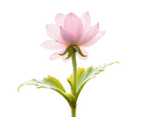 pink cosmea,cosmea,epilobium,cosmos flower,japanese anemone,poppy anemone,pink flower,geum,lotus ffflower,blooming lotus,bush anemone,small flower,single flower,flower background,anemone japonica,pink anemone,pink poppy,flower wallpaper,flower bud,elven flower,Unique,Pixel,Pixel 02