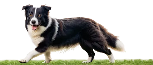 Border Collie, dog, medium size, fluffy coat, black and white fur, bright brown eyes, floppy ears, wagging tail, running, playing, green grass background, shallow depth of field, warm sunlight, 3/4 co