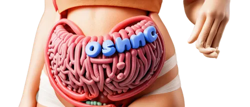 digestive system,colorectal,colonic,colitis,duodenal,human digestive system,intestine,crohn,gastrointestinal,gastric,stomach,digestive,intestinal,human internal organ,diverticula,colostomy,appendix,digestion,abdominal,pancreas,Illustration,Vector,Vector 21