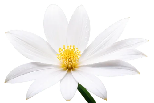 white cosmos,white flower,white chrysanthemum,delicate white flower,the white chrysanthemum,white lily,white blossom,white petals,white daisies,star magnolia,cosmea,stamen,ox-eye daisy,marguerite daisy,shasta daisy,wood anemone,oxeye daisy,daisy flower,white water lily,chrysanthemum background,Art,Classical Oil Painting,Classical Oil Painting 38