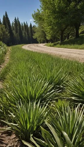 wheat germ grass,sweet grass plant,sweet grass,long grass,palm pasture,dry grass,grass fronds,quail grass,elymus repens,grass grasses,pineapple fields,blooming grass,seamless texture,wheatgrass,grass blades,agave nectar,dried grass,grass,wheat grass,beach grass,Photography,General,Realistic