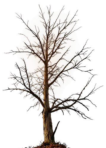 slippery elm,bare tree,tree die,deciduous tree,scratch tree,isolated tree,a tree,larch tree,creepy tree,cardstock tree,american larch,dead wood,brown tree,tree thoughtless,elm tree,arborist,siberian elm,vinegar tree,dead tree,age root,Conceptual Art,Sci-Fi,Sci-Fi 18