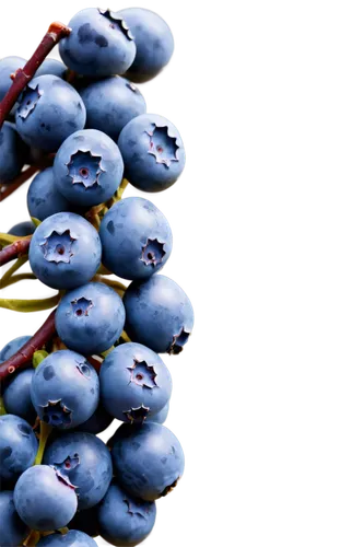 blue grapes,blueberries,berries,blue spheres,many berries,bunch of grapes,bilberries,berries fruit,pome fruit family,fruit tree,cherry branches,johannsi berries,sprites,grapes,render,phosphatases,currant branch,jewish cherries,fruitbearing,bilberry,Illustration,Retro,Retro 03