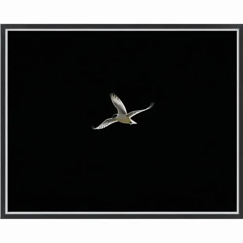 a white bird flying in the night sky,flying tern,black tern,tropicbird,flying common tern,sandwich tern,silver tern