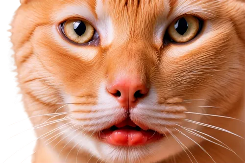 red tabby,orange tabby cat,orange tabby,cat tongue,cat portrait,ginger cat,red cat,red whiskered bulbull,cat nose,tabby cat,felidae,bewhiskered,whisker,funny cat,firestar,cat image,whiskered,animal portrait,firecat,cat face,Photography,Documentary Photography,Documentary Photography 31