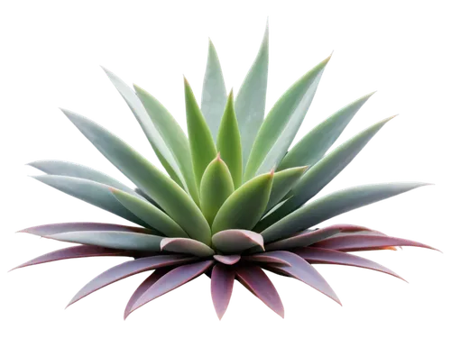 agave azul,agave,succulent plant,yucca,saw palmetto,agave nectar,bromelia,aloe,dark green plant,desert plant,pineapple plant,bromeliad,yucca palm,aloe vera,exotic plants,sansevieria,monocotyledon,ericaceae,sabal palmetto,houseplant,Unique,Paper Cuts,Paper Cuts 01