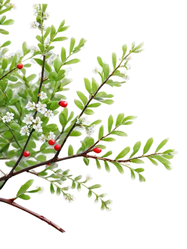 Hawthorn, close-up, detailed branches, thorny stems, vibrant green leaves, small white flowers, red berries, morning dew, soft natural light, shallow depth of field, warm color tone, 3/4 composition.,