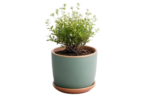 Small potted thyme plant, green leaves, tiny white flowers, delicate branches, ceramic pot, rough texture, earthy smell, warm lighting, shallow depth of field, 3/4 composition, soft focus, natural col