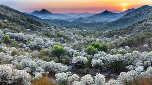 Mountains of white locust flowers,apricot blossom,almond trees,huangshan mountains,huangshan maofeng,yunnan,almond blossoms,the chubu sangaku national park,shaanxi province,apricot flowers,plum blosso