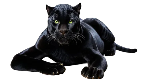 canis panther,panther,pet black,halloween black cat,black cat,felidae,chartreux,head of panther,black shepherd,feral,onyx,zodiac sign leo,rex cat,breed cat,cat vector,wildcat,panthera leo,halloween cat,yellow eyes,animal feline,Photography,Fashion Photography,Fashion Photography 07