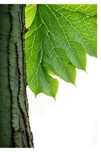 beech leaf,beech leaves,european beech,slippery elm,tree leaf,chestnut leaf,walnut leaf,fig leaf,linden tree,oak leaves,intensely green hornbeam wallpaper,tree leaves,leaf background,vine leaves,grape leaf,birch tree background,leaf structure,spring leaf background,leaf maple,leaf green,Art,Artistic Painting,Artistic Painting 49