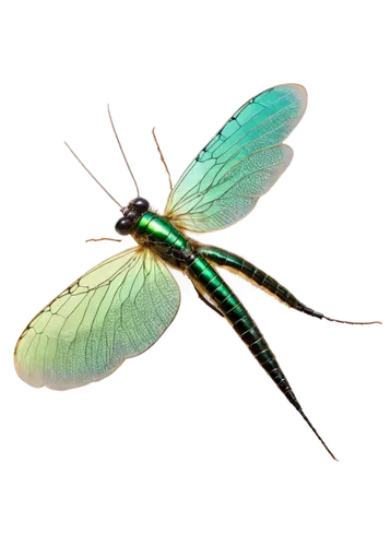 dragonfly,green-tailed emerald,banded demoiselle,odonata,adonis dragonfly,spring dragonfly,damselfly,chryssides,pseudagrion,aurora butterfly,dragonflies,butterflyer,winged insect,caudipteryx,gonepteryx rhamni,glass wings,windhover,gescartera,pipala,viriathus,Photography,Artistic Photography,Artistic Photography 10