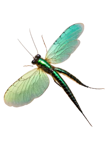 Dobsonfly, insect, green metal body, iridescent wings, large compound eyes, delicate legs, hovering, transparent wings reflecting light, shallow depth of field, soft natural lighting, 3/4 composition,