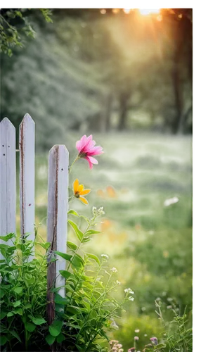 white picket fence,fence posts,pasture fence,garden fence,fenceposts,wooden fence,wood daisy background,fences,fence,fenceline,the fence,garden bench,fence gate,background bokeh,depth of field,nature background,doorposts,wood fence,summer border,cottage garden,Photography,Documentary Photography,Documentary Photography 38