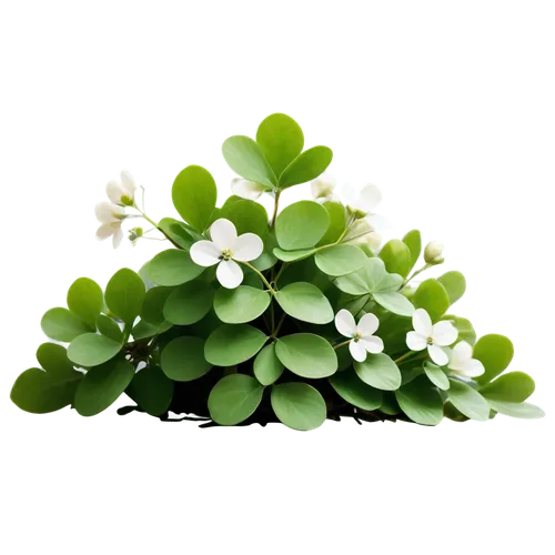 Shamrock, transparent PNG, solo, green leaves, white flowers, detailed texture, soft focus, shallow depth of field, warm lighting, 3/4 composition, cinematic rendering.,wood-sorrel,rockcress,wood sorr