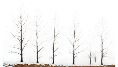 snow trees,winter forest,birch trees,birch tree background,bare trees,birch tree illustration,poplars,birch forest,metasequoia,row of trees,winter background,hoarfrost,tree lights,winter tree,ghost forest,winter landscape,larch trees,birch tree,arbres,larch forests,Conceptual Art,Sci-Fi,Sci-Fi 07