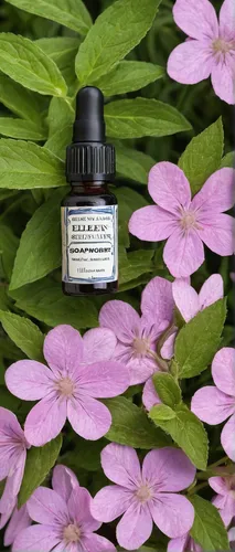 Experience the refreshing scent of soapwort in a natural skincare routine.,natural perfume,tanacetum balsamita,marjoram,fleur de sel,scent of jasmine,fernleaf lavender,lavender oil,essential oil,hydra