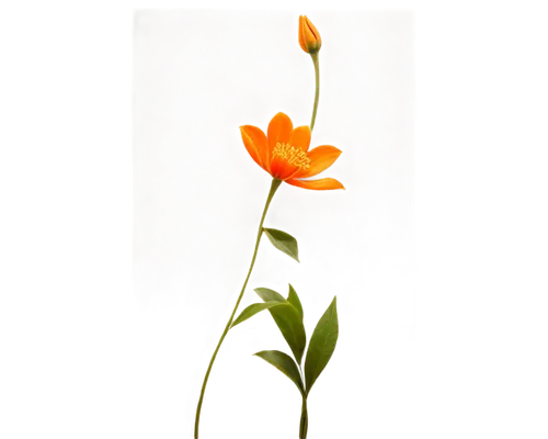 orange lily,ornithogalum,flowers png,orange flower,minimalist flowers,guernsey lily,ikebana,turkestan tulip,lily flower,sego lily,orange jasmine,flame lily,lilium candidum,ornithogalum umbellatum,freesia,flower background,single flower,tulipa,trumpet flower,artificial flower,Art,Classical Oil Painting,Classical Oil Painting 14