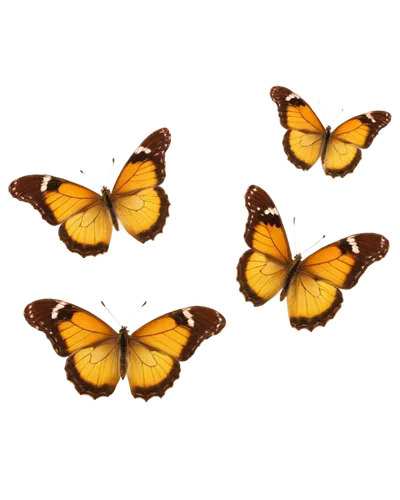 butterfly vector,mariposas,euphydryas,butterfly background,dryas julia,orange butterfly,butterfly clip art,dryas iulia,papillons,butterfly isolated,garridos,butterflies,antheraea,melitaea,dryas,boloria,monarchs,lycaena phlaeas,flowers png,polygonia,Art,Artistic Painting,Artistic Painting 06