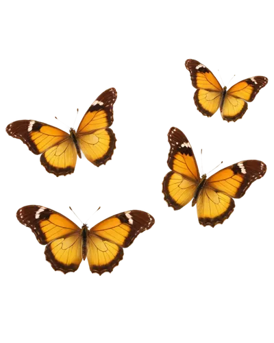 Brown butterflies, multiple, flying together, transparent wings, brown veins, yellow edges, delicate legs, fluttering, soft sunlight, warm colors, shallow depth of field, gentle blur, natural scenery,