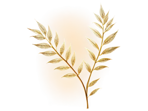 spikelets,wheat grasses,wheat ear,sweet grass plant,elymus repens,einkorn wheat,strand of wheat,wheat grain,grass fronds,triticum durum,sweet grass,golden leaf,laurel wreath,seed wheat,sweetgrass,reed grass,phragmites,grasses,dried grass,feather bristle grass,Photography,Fashion Photography,Fashion Photography 05