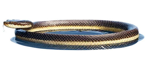 Northern water snake, aquatic animal, solo, adult, brown scales, yellow belly, forked tongue, slender body, coiled posture, shiny skin, water ripples, soft natural light, 3/4 composition, shallow dept