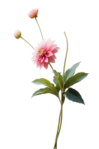 flowers png,dahlia pink,carnation of india,ikebana,flower background,chrysanthemum cherry,japanese camellia,artificial flower,japanese carnation cherry,theaceae,rosa-sinensis,common peony,tea flowers,rosa sempervirens,peach flower,xanthorrhoeaceae,trifolium medium,single flower,floral mockup,pink carnation,Illustration,Japanese style,Japanese Style 09