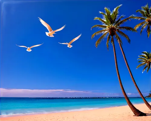 bird island,tropical birds,beach landscape,tropical beach,cook islands,tropical sea,caribbean beach,coconut trees,sea birds,dream beach,beautiful beach,beautiful beaches,windows wallpaper,tropical island,tropical bird,caribbean sea,beach scenery,coconut tree,canary islands,white sandy beach,Illustration,Realistic Fantasy,Realistic Fantasy 08