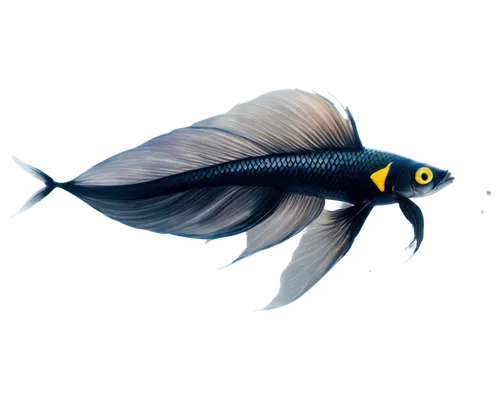 blue angel fish,angelfish,pallet surgeonfish,lanternfish,imperator angelfish,rainbowfish,blue stripe fish,blue fish,fish tern,butterfly fish,dartfish,cardinalfish,cichlid,damselfish,melanophores,lemon doctor fish,holothuria,betta fish,ikan,fundulus,Conceptual Art,Oil color,Oil Color 18