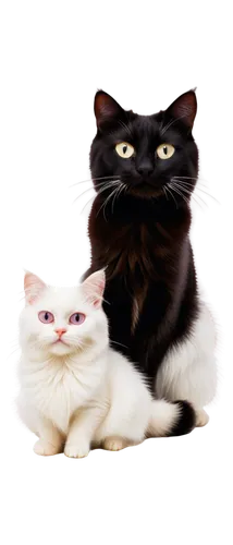 pet vitamins & supplements,pet black,two cats,cat image,cats angora,salt and pepper shakers,american shorthair,breed cat,cat family,turkish van,cat and mouse,felines,the cat and the,japanese bobtail,cat lovers,personal grooming,turkish angora,cat vector,cats,cute cat,Photography,Black and white photography,Black and White Photography 06