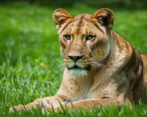 panthera leo,female lion,male lion,lioness,african lion,male lions,great puma,lion,lion - feline,masai lion,forest king lion,king of the jungle,lionesses,cub,lions couple,liger,lion cub,cougar,mountain lion,photo shoot with a lion cub,Photography,Documentary Photography,Documentary Photography 24