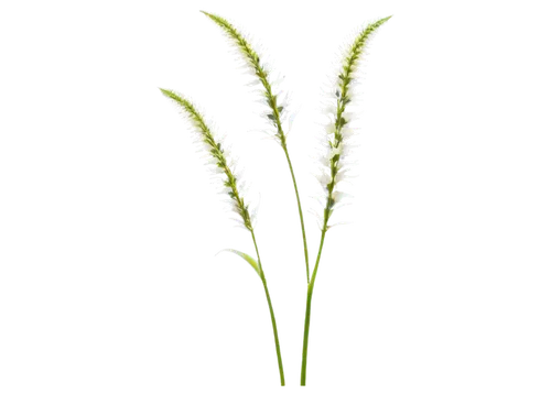 sweet grass plant,grass lily,grape-grass lily,citronella,spikelets,echinochloa,eleocharis,grass blossom,sedges,blooming grass,sea oat grass,flowers png,aegilops,elymus,panicle,ornamental grass,cyperus,equisetum,wheat germ grass,panicum,Conceptual Art,Oil color,Oil Color 15