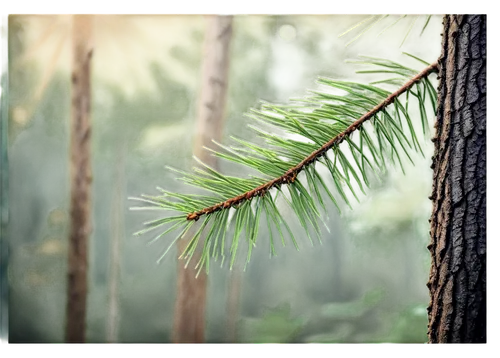 Pine tree, evergreen needles, tall slender trunk, branches stretching upwards, roots deep in earth, morning dew, soft sunlight filtering through leaves, 3/4 composition, shallow depth of field, warm c