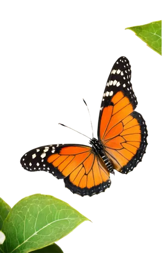 butterfly background,orange butterfly,butterfly vector,butterfly isolated,butterfly clip art,polygonia,isolated butterfly,monarch butterfly,euphydryas,morphos,transparent background,butterly,butterfly,lycaena,french butterfly,tropical butterfly,butterfly on a flower,lycaena phlaeas,ulysses butterfly,butterfly day,Art,Classical Oil Painting,Classical Oil Painting 43