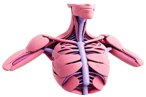 subclavian,aorta,3d model,rib cage,human body,sternum,larynx,ribcage,human internal organ,anatomical,aortas,3d figure,skeletal,muscular system,connective tissue,aortic,human cardiovascular system,3d render,the human body,gradient mesh,Illustration,Paper based,Paper Based 05