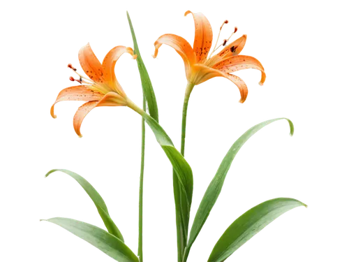 Tiger lily, orange flowers, green stems, slender leaves, delicate petals, stamens visible, water droplets on leaves, morning dew, soft natural light, shallow depth of field, warm color tone, 3/4 compo