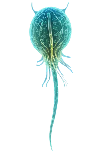 bladderwort,medusahead,amygdala,nerve cell,nerve cells,dinoflagellate,neurogenesis,giardia,microglial,pylori,medullary,flagella,neurodegenerative,vastola,choanoflagellates,mycorrhizae,neurodegeneration,neurospora,neurobiological,mycorrhiza,Illustration,Realistic Fantasy,Realistic Fantasy 02