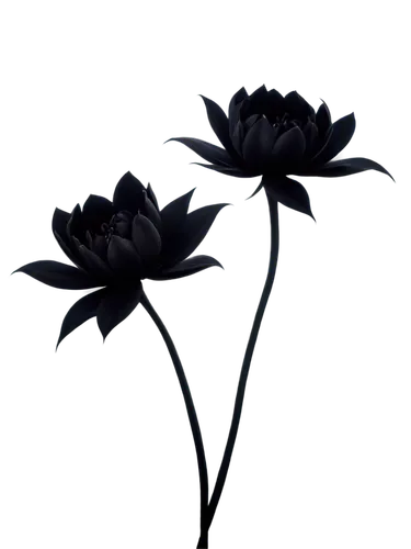 minimalist flowers,flowers png,black rose,black hellebore,retro flower silhouette,black and dandelion,twin flowers,lotus png,bach flowers,black salsify,artificial flower,chocolote cosmos,artificial flowers,flower illustrative,double flower,single flowers,lotus flowers,woolflowers,three flowers,ikebana,Illustration,Abstract Fantasy,Abstract Fantasy 19