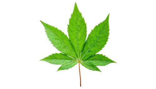 leaf background,green leaf,huana,mape leaf,tropical leaf,mint leaf,green wallpaper,custody leaf,cannabidiol,spring leaf background,jungle leaf,greenleft,patrol,cannabidio,trumpet leaf,pokok,fan leaf,legalize,aaaa,raspberry leaf,Art,Artistic Painting,Artistic Painting 36