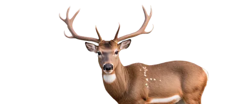 red-necked buck,male deer,deer illustration,venado,whitetail,whitetail buck,glowing antlers,steenbok,odocoileus,kudu,deer drawing,white-tailed deer,kudu buck,huemul,blacktail,deer,antlered,spotted deer,bushbuck,gold deer,Illustration,Black and White,Black and White 17