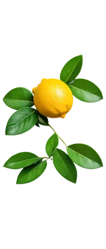 lemon background,meyer lemon,lemon peel,valencia orange,lemon wallpaper,kumquat,lemon tree,limonana,bay-leaf,lemon flower,lemon,citrus,lemon myrtle,ylang-ylang,poland lemon,carambola,kumquats,star fruit,slice of lemon,jojoba oil,Art,Classical Oil Painting,Classical Oil Painting 16