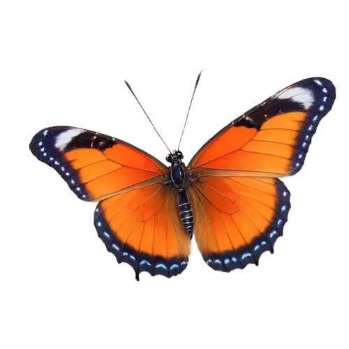 orange butterfly,butterfly background,butterfly vector,butterfly clip art,butterfly isolated,morphos,euphydryas,polygonia,garrisoned,lycaena,isolated butterfly,blue butterfly background,vanessa atalanta,transparent background,lycaena phlaeas,junonia,monarch butterfly,butterfly,french butterfly,passion butterfly,Art,Classical Oil Painting,Classical Oil Painting 41