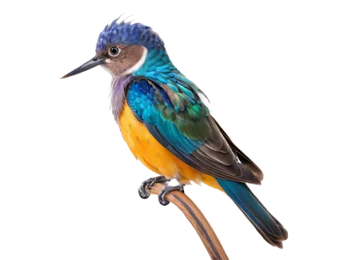 alcedo atthis,bird png,lophophanes cristatus,an ornamental bird,beautiful bird,gouldian,lazuli bunting,colorful birds,coraciiformes,bird illustration,psittacidae,ornamental bird,common kingfisher,a species of marine bird,riodinidae,tickell's blue flycatcher,bird hummingbird,phasianidae,male rufous hummingbird,emberizidae,Illustration,Japanese style,Japanese Style 21