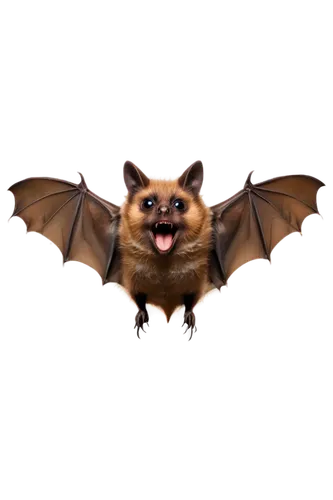 brown bat, transparent background, wings spread wide, flying pose, detailed fur texture, cute face, big round eyes, tiny nose, mouth open, fangs visible, dark brown body, soft lighting, 3/4 compositio