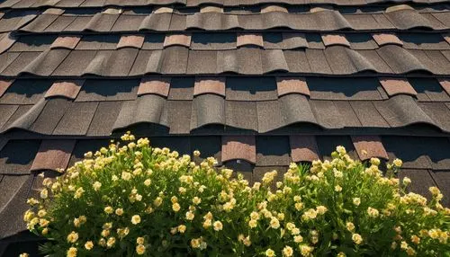 roof tiles,slate roof,roof tile,shingled,tiled roof,wooden facade,rooflines,roofline,rustication,house roof,clay tile,reed roof,house roofs,dormers,the old roof,half-timbered wall,dormer,roof landscape,dovecote,ridges,Photography,Documentary Photography,Documentary Photography 18